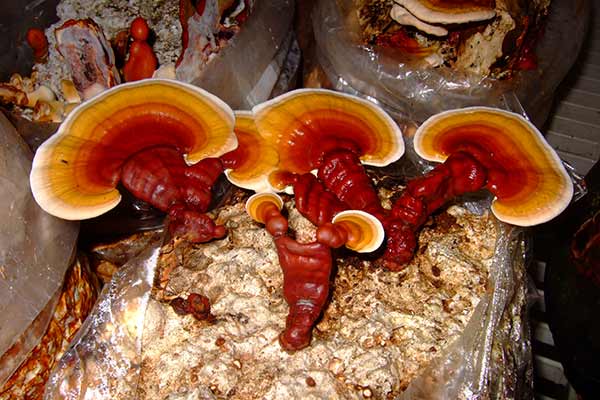 Reishi svampe har i århundreder været populært i Kina som generelt livsforlængende .